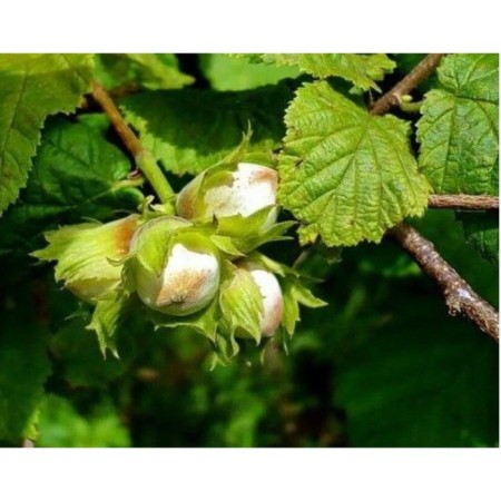 Hazelnut (ordinary hazel) Circassian-2, C5 pot, 1 pc, summer 2024