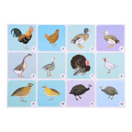 Set of posters "Wild and Pets and Birds" with methodological recommendations, 4 poster 1047263-5