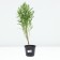 Glenium Autumn Rubinskove, Pot C2, 1 pc, Summer 2024