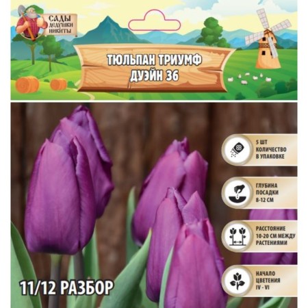 Tulip Triumph Dwayne 36, rr 11/12, 5 pcs, autumn 2024