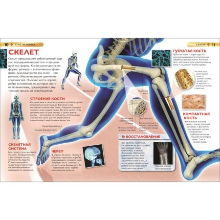Children's Encyclopedia "Human Body"-3
