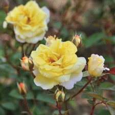Seedling rose tea-hybrid 
