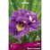 Iris Siberian "Dabble Standard", 1 pc, rr I, spring 2025