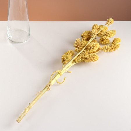 Set of dried flowers "licorice", ban 3 pcs, length 60 (+/- 6 cm), yellow-3