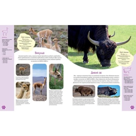 Encyclopedia. The colorful world of animals-2