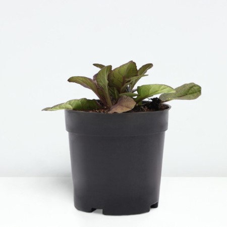 Living creeping Black Skallop, pot with1.5, 1 pc, summer 2024-1