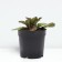 Living creeping Black Skallop, pot with1.5, 1 pc, summer 2024