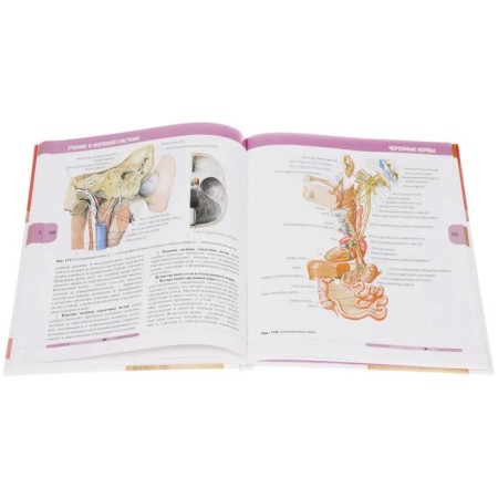 Human anatomy. In 3 volumes. Volume 3. The nervous system. Senses. Kolesnikov L.-2