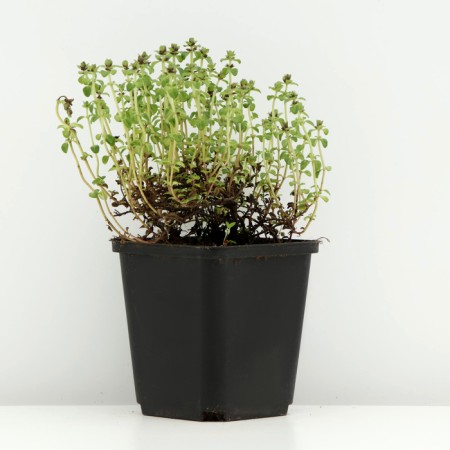 Timyan hybrid "Don Valya", P9 pot, 1 pc, spring 2024-1