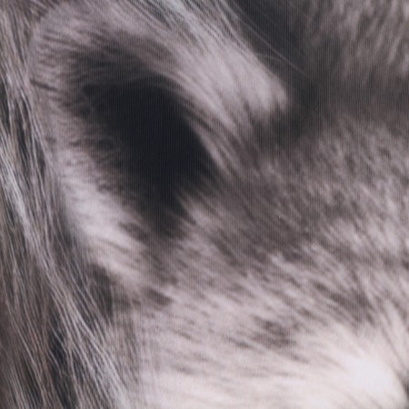 Antistress pillow "Raccoon"-4