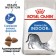 Dry feed RC Indoor for cats living in the room, 10 kg