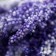 Decor for creativity "Ivan Tea" 1 bouquet = 10 flowers purple 1.5x14 cm
