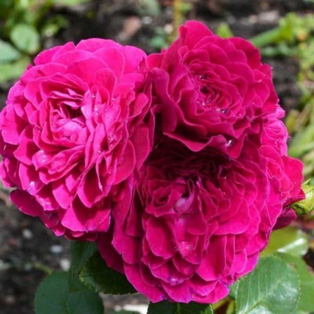 Sahenian Rosa Domende San Zhande Boregar, Floribunda, Pot 2 l., Summer 2024