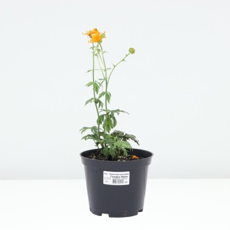 Cultural cupboard Golden Quin, pot C2, 1 pc, summer 2024-2