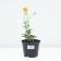 Cultural cupboard Golden Quin, pot C2, 1 pc, summer 2024