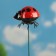 Set of plugs "God's ladybug", 2pcs, 40cm