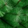 Green cedar 120 cm, D of the lower tier 80 cm, D needles 10 cm, 110 branches, metal stand