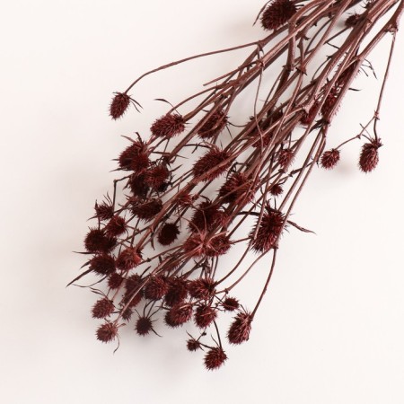 A set of dried flowers "Eringium", ban 5 pcs, length 50 (+/- 6 cm), terracotta-2