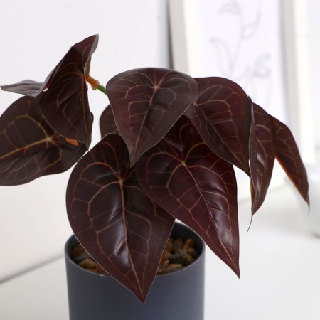 Bonsai in the pot "Alocasia Color" 7.5x15 cm-1