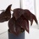 Bonsai in the pot "Alocasia Color" 7.5x15 cm