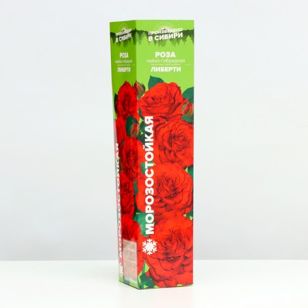 Savorza Rosa Tea-Hybride "Liberty", 1 pc, spring 2024-1