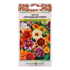 Cinnia flowers 