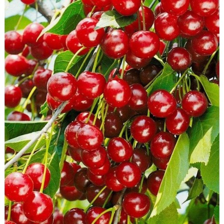 Stepnaya cherries generous, pot s3, 1 pc, summer 2024