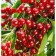 Stepnaya cherries generous, pot s3, 1 pc, summer 2024