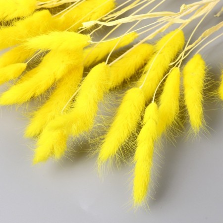 Dry Sukhotzet "Lagurus" 65 cm, yellow (packing 30 pcs, price per 1 pc)-1