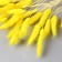 Dry Sukhotzet "Lagurus" 65 cm, yellow (packing 30 pcs, price per 1 pc)