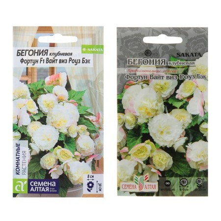 Seeds of indoor flowers Begonia "White Viz Rose", 5 pcs.