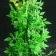 Silicone aquarium plant, glowing in the dark, 8 x 19 cm, green