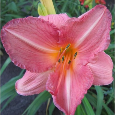 Lilenik hybrid holse pink, pot C2, 1 pc, summer 2024