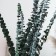 Sukhotzet "eucalyptus tree", green, 10 pcs. packaged