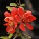 Aiva Gorgeous (Henomeles) Bowle de Foy, 1 pc, tube, spring 2025