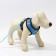Drinking harness with a leash and reflective patch, m, ok 33, og 32-43, blue