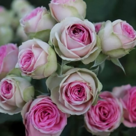 Seedling rose "Mimi Eden", tube, spring 2025