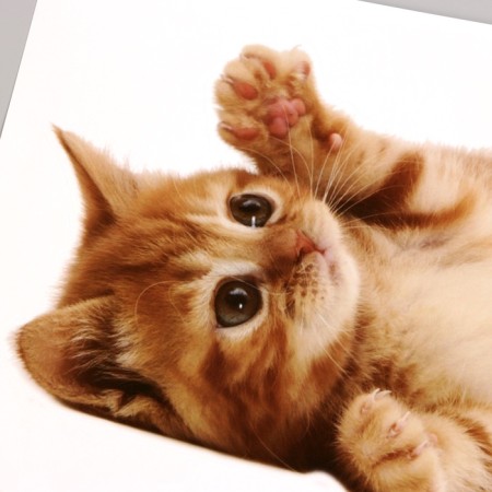 Stick 3D interior cat 29*21cm-2