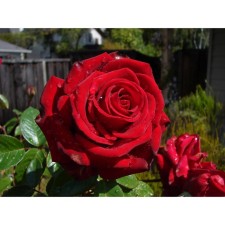 Seedling rose 