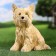 Garden figure "dog" beige, 25x23x19cm