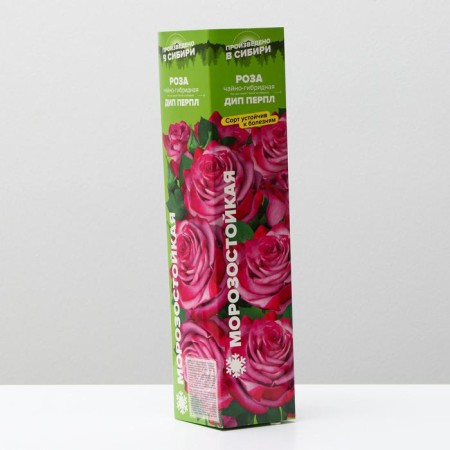 Saphenet Rosa DIP Perple, Spring 2024, 1 pc.