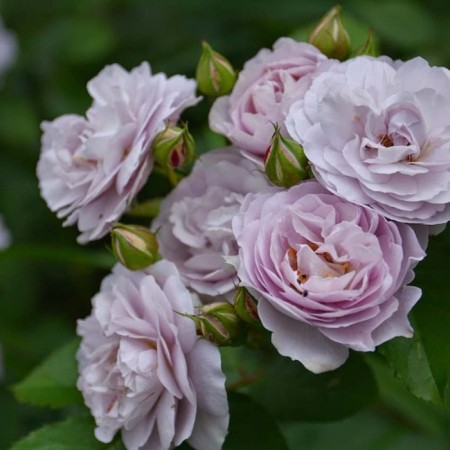 Sahenian Rose "Florence Delare", Tuba, Spring 2025