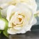 Artificial flowers "medicinal peony" 9x60 cm, white