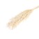 Sukhotzet "Pampas grass" set of 5 pcs., Beige color