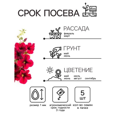 Flowers of Petunia flowers "Tag Weve Red Velur", 5 pcs-1