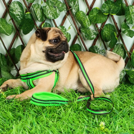 The ammunition set is soft, reflective, leash 120 x 1.5 cm, Osh 35-53 cm, yellow-11