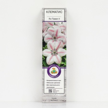 Clematis large -flowered "Jan Pavel II", 1 pc, tube, spring 2025