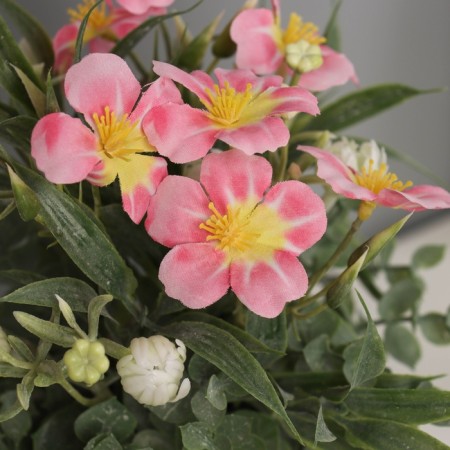 Bonsai in the pot "Primrose Extra Premium" 21x9 cm, mix-1