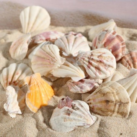 Set of shells, 4 - 5 cm, 100 g-4