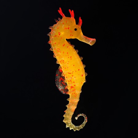 Decor for the Aquarium "Sea Horse" Silicone, with a neon effect, 2 x 4 x 10 cm, orange 10069
